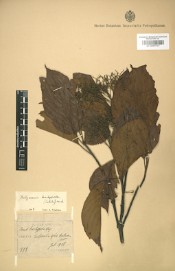 LE 01007717