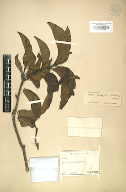 LE 01007718