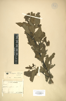 LE 01007719