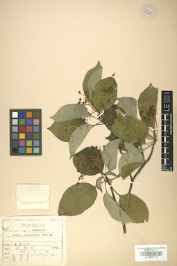 LE 01007721