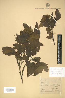 LE 01007724