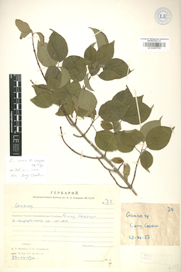 LE 01007725
