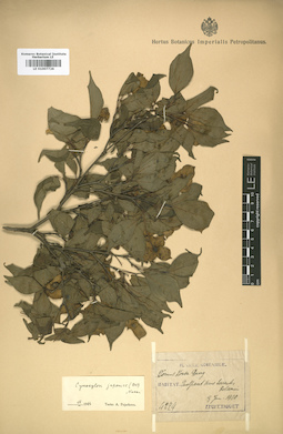 LE 01007726
