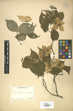 LE 01007728