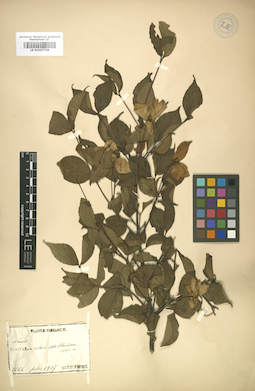LE 01007729