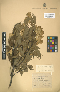 LE 01007732