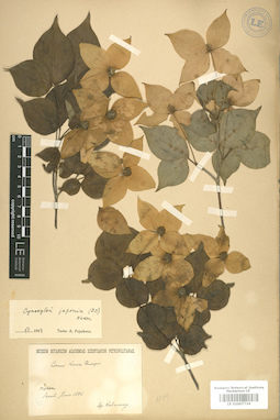 LE 01007734