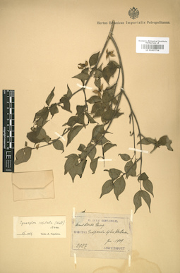 LE 01007736