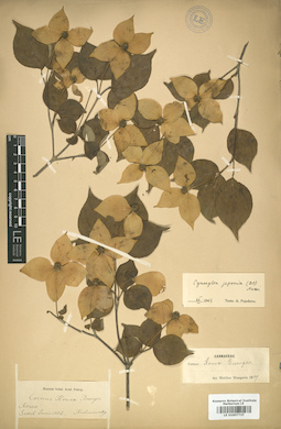 LE 01007737