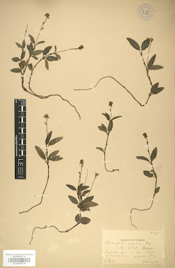 LE 01007739