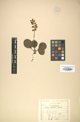 LE 01007747