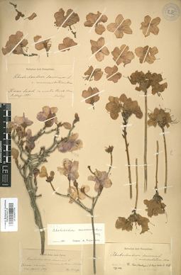 LE 01007774