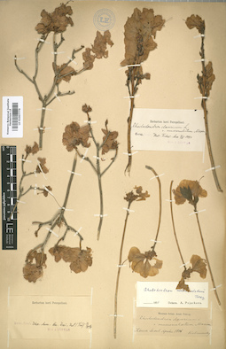 LE 01007776