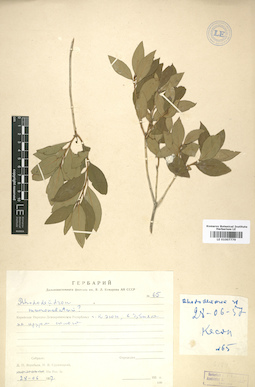 LE 01007779