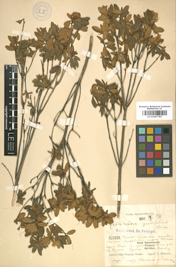 LE 01007787