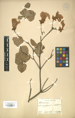 LE 01007790