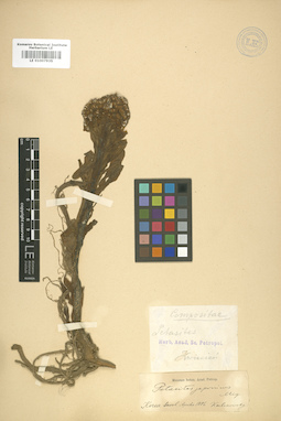 LE 01007935