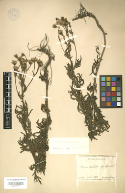 LE 01007961