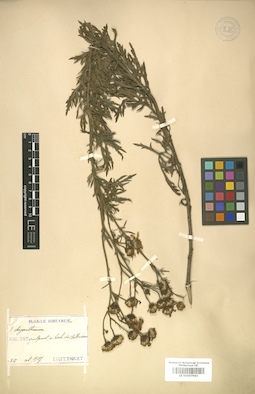 LE 01007963