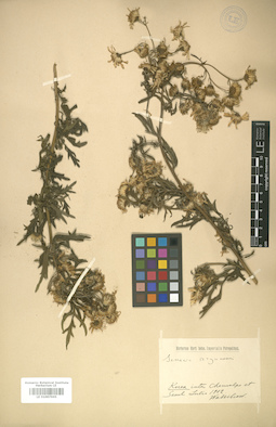 LE 01007965