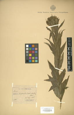 LE 01007979