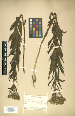 LE 01007980