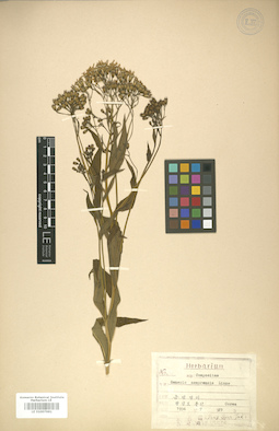 LE 01007981