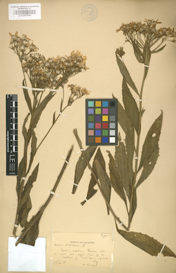 LE 01007982