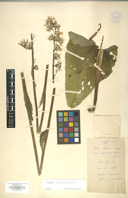 LE 01007990