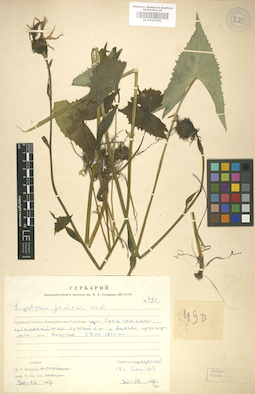 LE 01007991