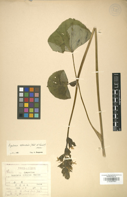 LE 01007993