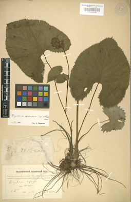 LE 01007994