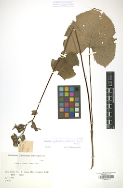 LE 01007997