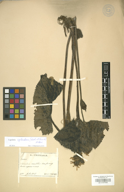 LE 01007998