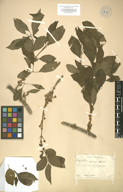 LE 01008011