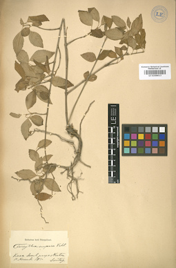 LE 01008013