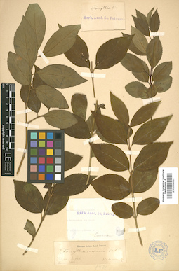 LE 01008016