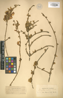 LE 01008017