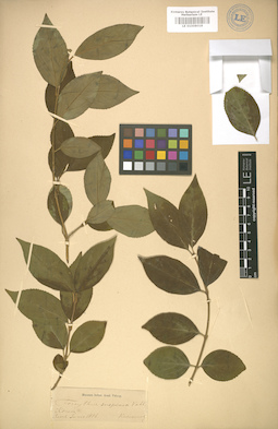 LE 01008018