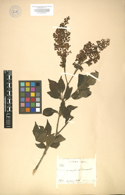 LE 01008025