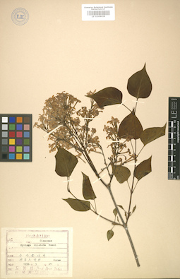 LE 01008028