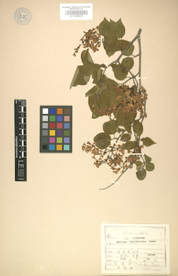 LE 01008029