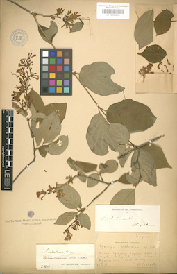 LE 01008032