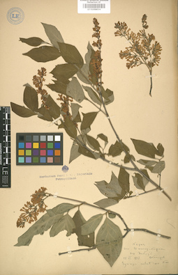LE 01008034