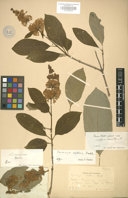 LE 01008035