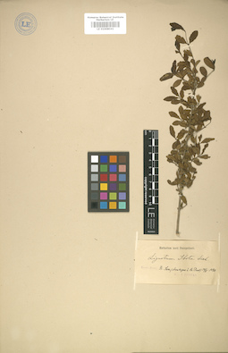 LE 01008041
