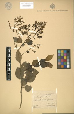 LE 01008051
