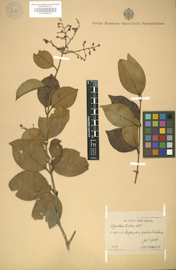 LE 01008052