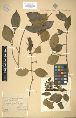 LE 01008053