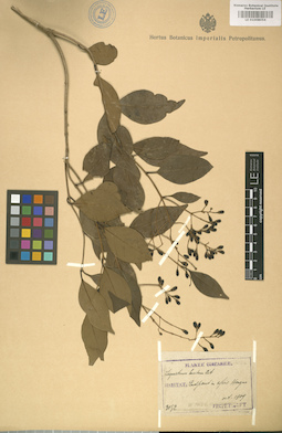 LE 01008054